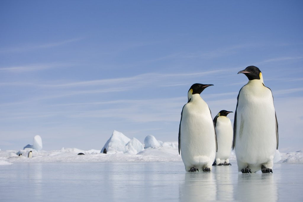 Detail of Emperor Penguins in Antarctica by Corbis