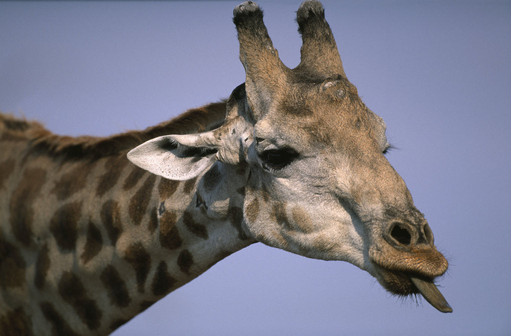 Detail of Giraffe Sticking Out Tongue by Corbis