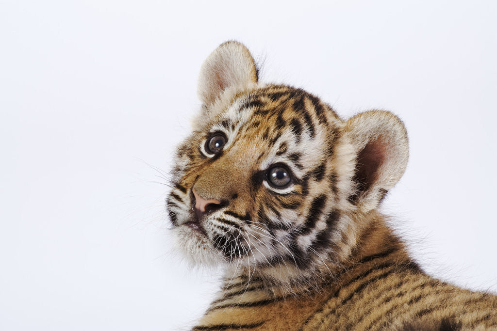 Detail of Tiger Cub by Corbis