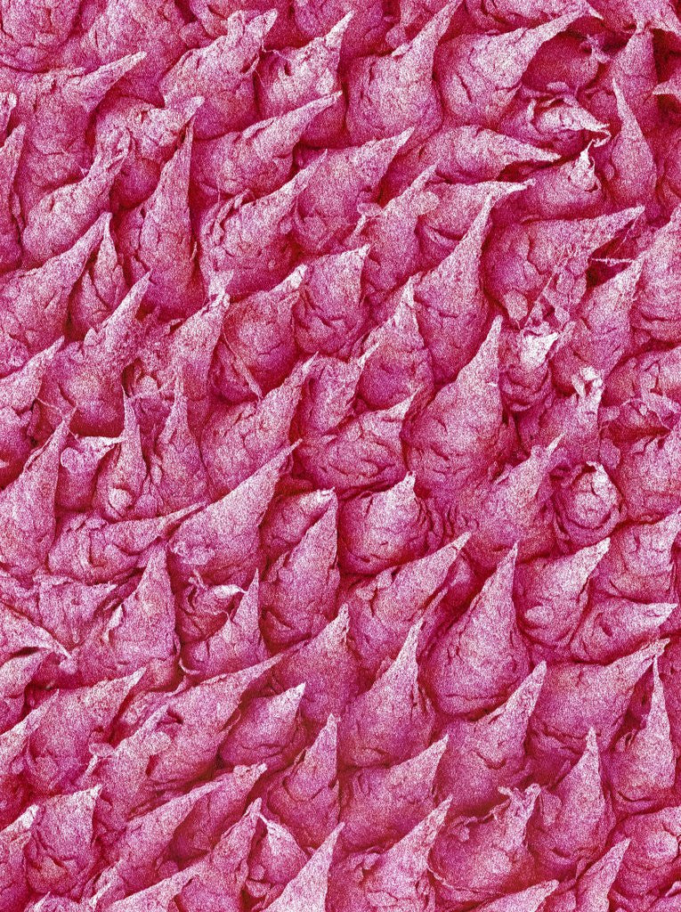 Detail of Rat Tongue by Corbis