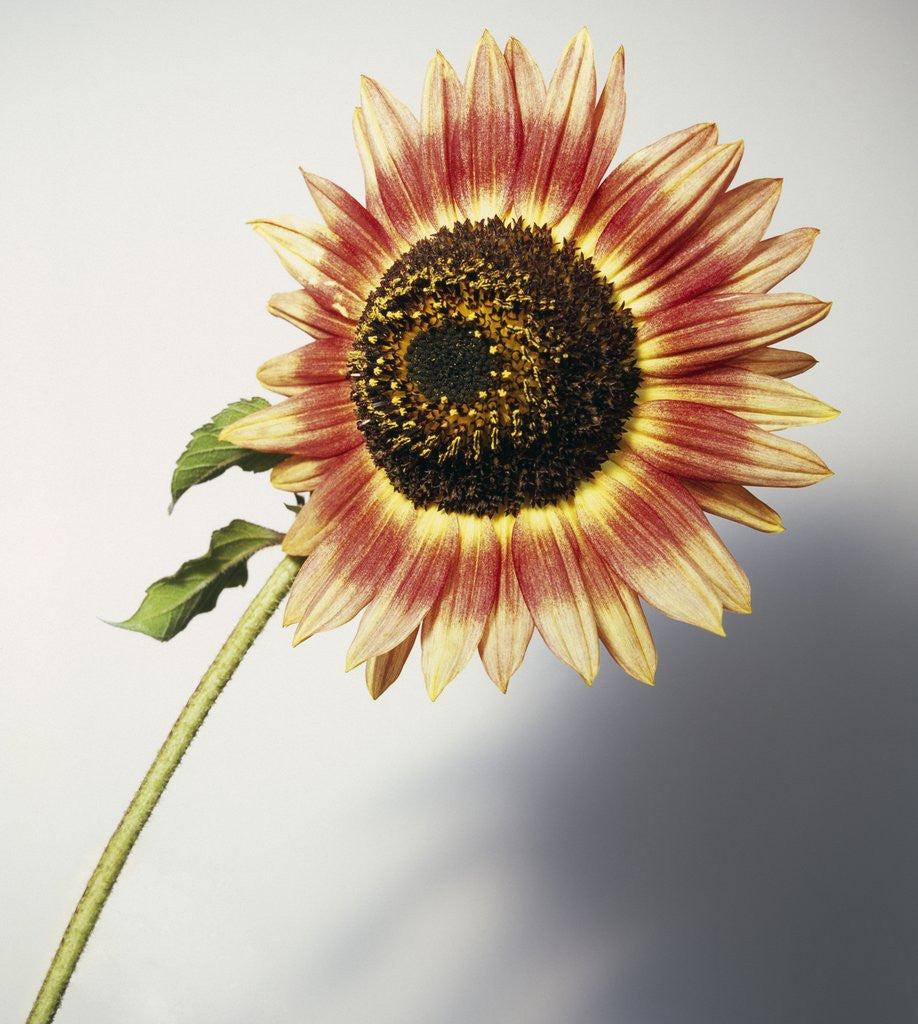 Detail of Sunflower Bloom Still Life by David Roseburg