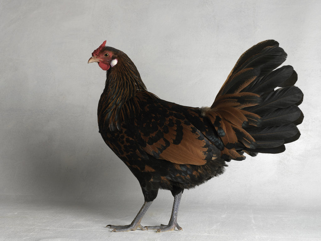 Detail of Large Hamburg Gold Spangled Hen by Corbis