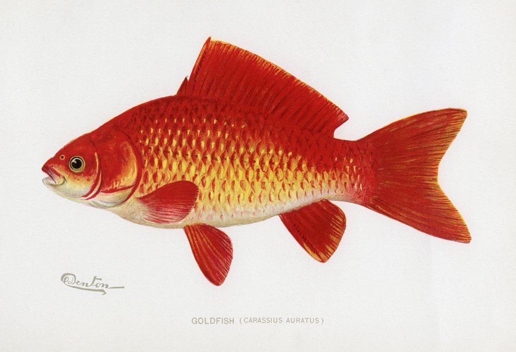 Detail of Goldfish (Carassius Auratus) Illustration by Sherman Foote Denton