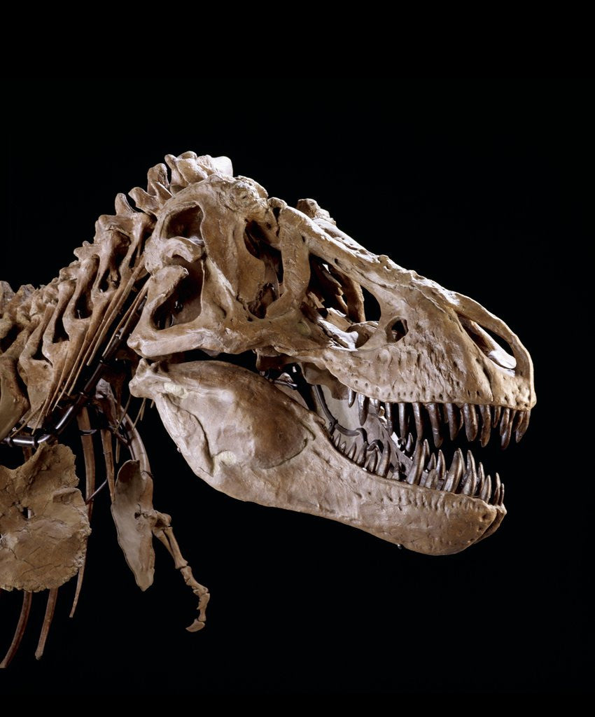 Detail of Head of Tyrannosaurus Rex by Corbis