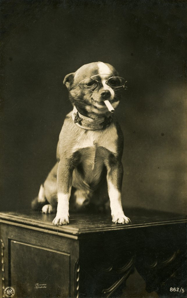 Detail of Chihuahua in Eyeglasses Smoking a Cigarette by Corbis