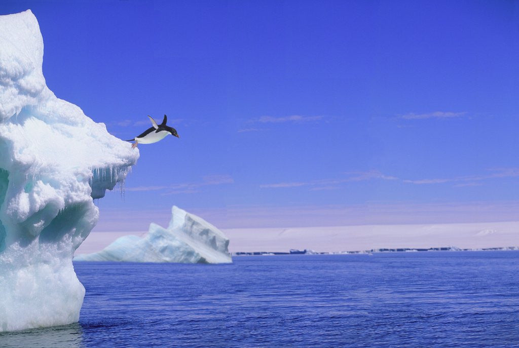 Detail of Adelie Penguin Jumping From Iceberg by Corbis