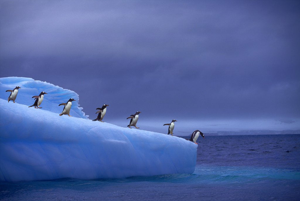 Detail of Gentoo Penguins on Iceberg by Corbis