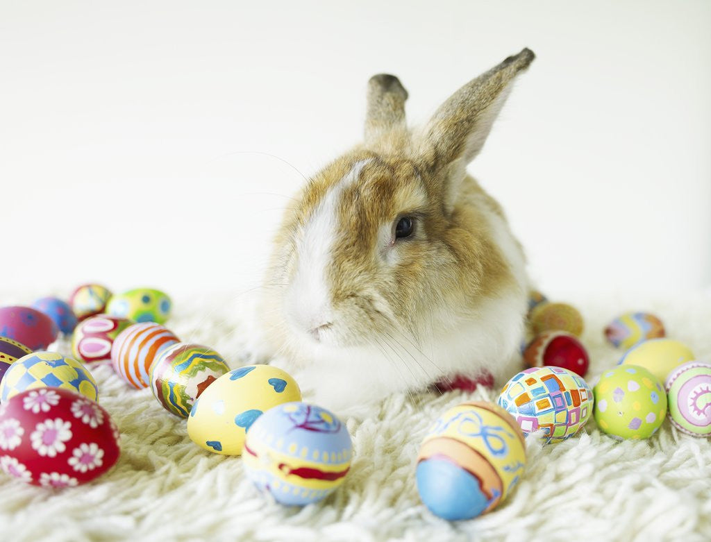 Detail of Bunny Rabbit Sitting Among Easter Eggs by Corbis
