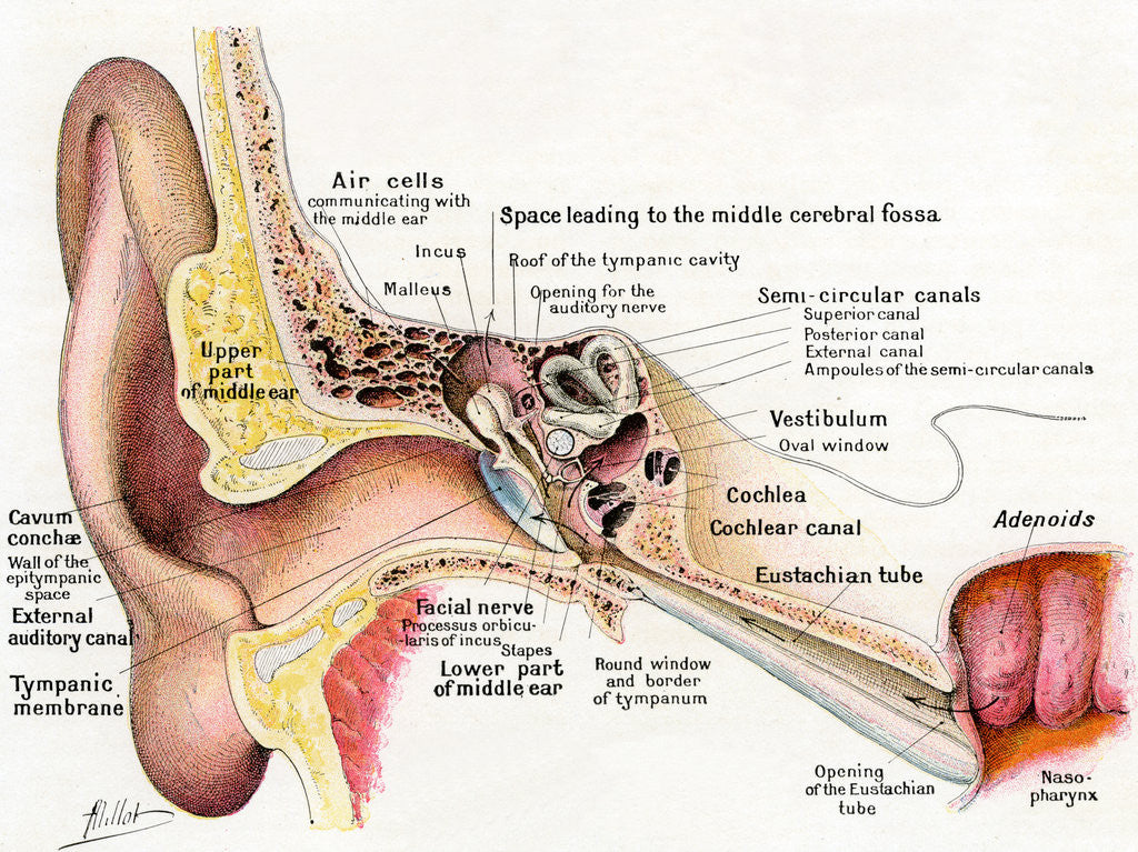 Detail of Illustration of a Section of the Human Ear by Corbis