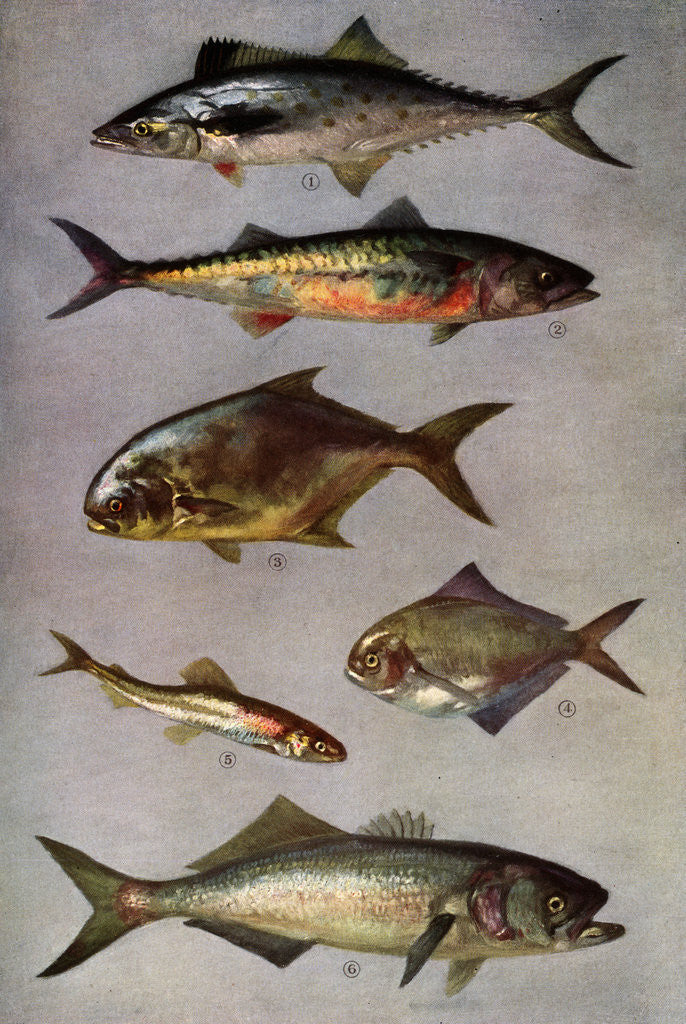 Detail of Illustration of Six Fish by Corbis