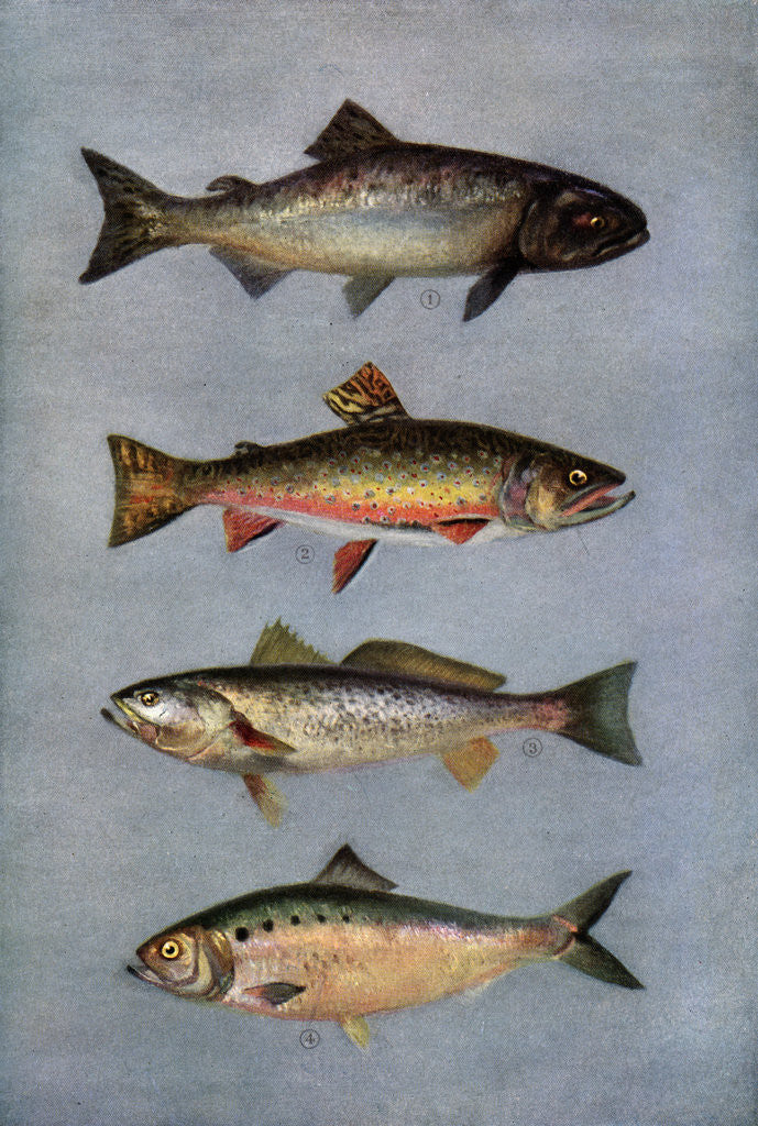 Detail of Illustration of Four Fish by Corbis