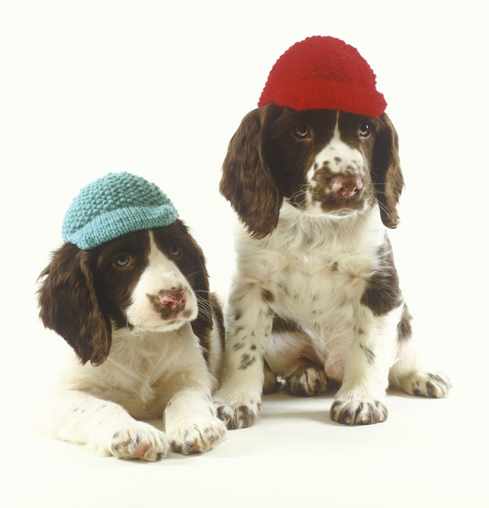 Detail of Springer Spaniel Puppies wearing Knit Caps by Corbis