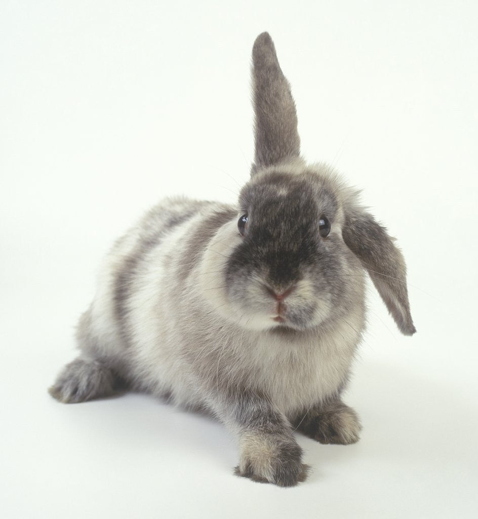 Detail of Gray Rabbit with Floppy Ear by Corbis