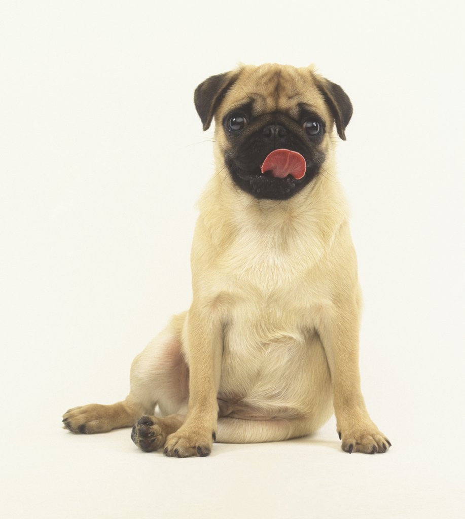 Detail of Pug Puppy Sticking out Tongue by Corbis