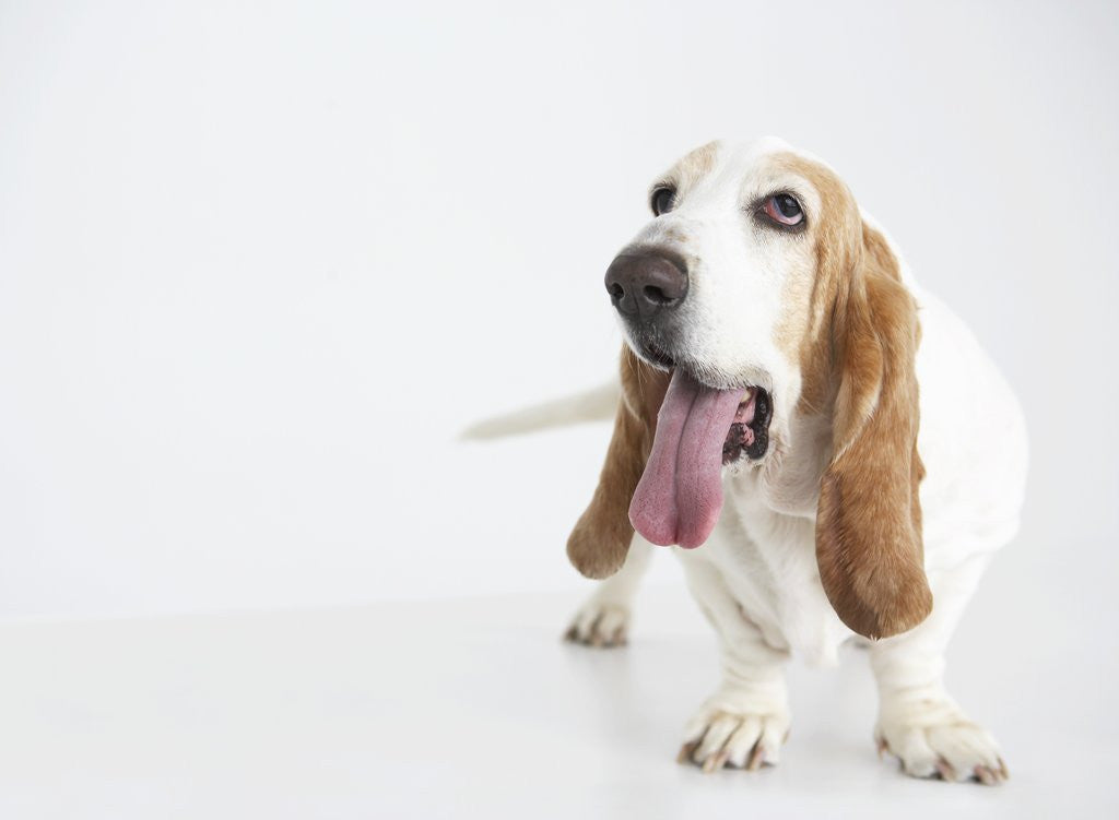 Detail of Basset Hound Panting by Corbis