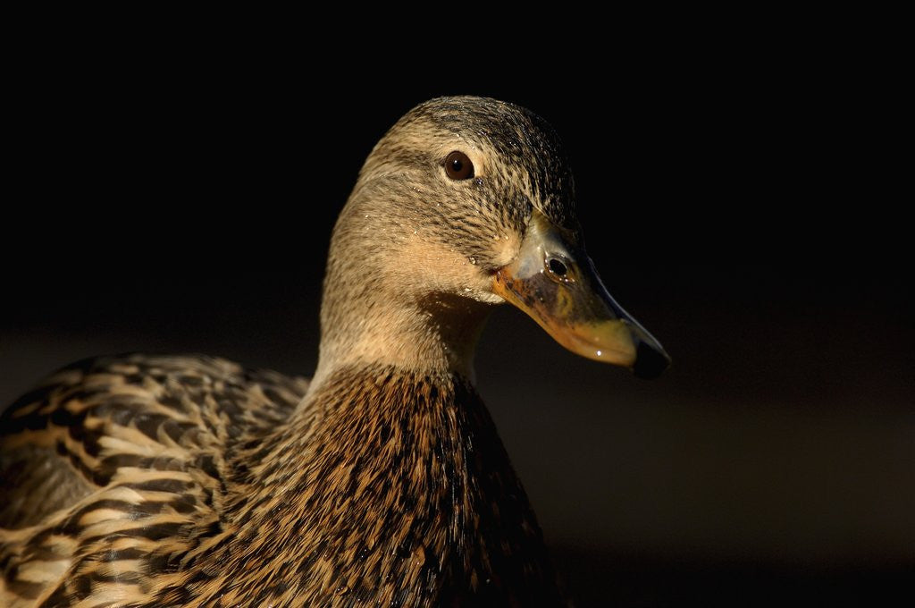 Detail of Female Mallard by Corbis