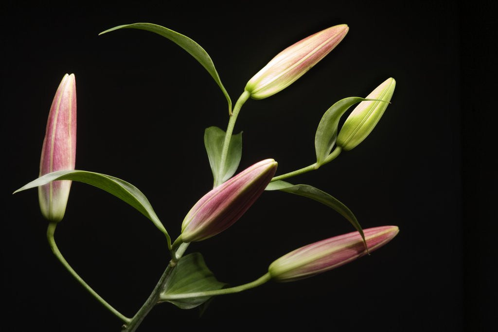 Detail of Lily Buds Before Blooming by Corbis