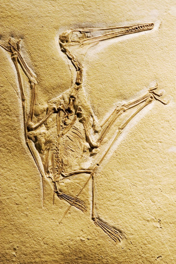 Detail of Cast of a Short-Tailed Pterosaur by Corbis