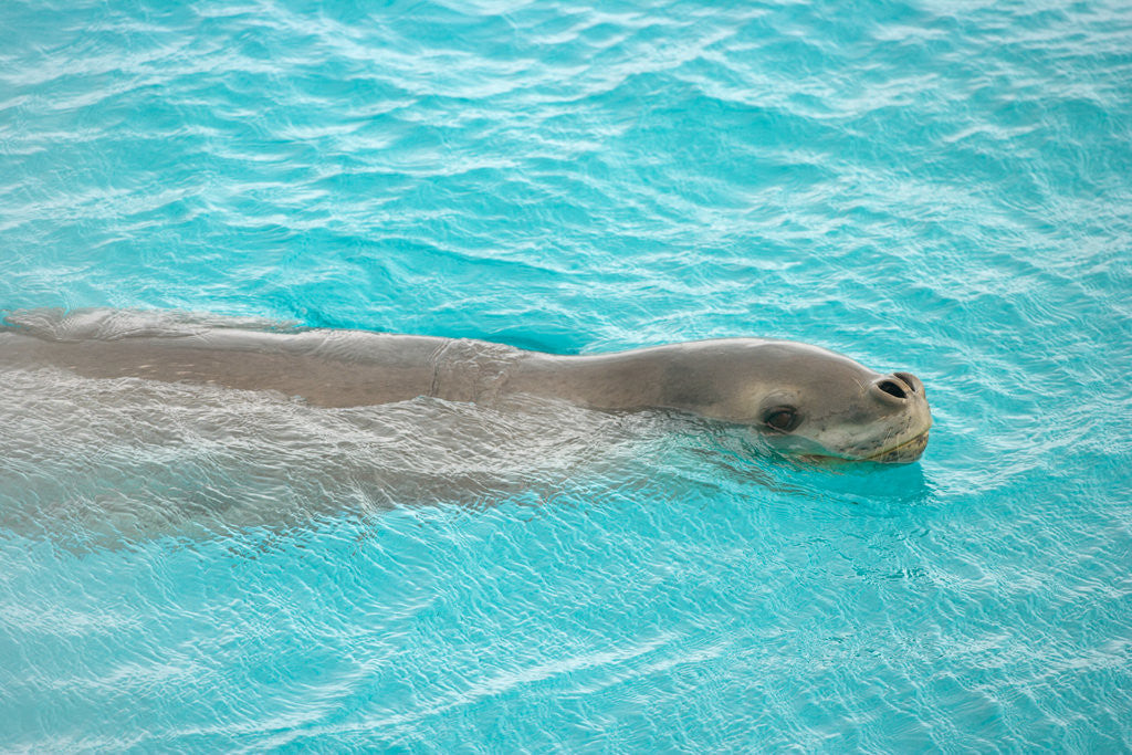 Detail of Leopard Seal Swimming by Corbis