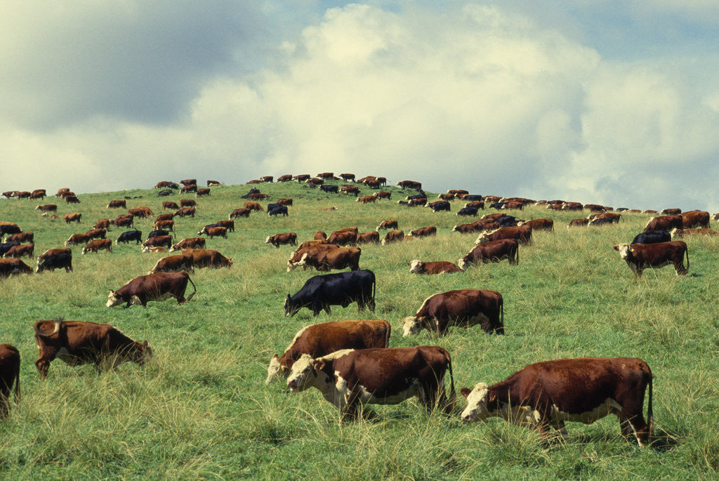 Detail of Hereford Cattle Grazing on Hill by Corbis