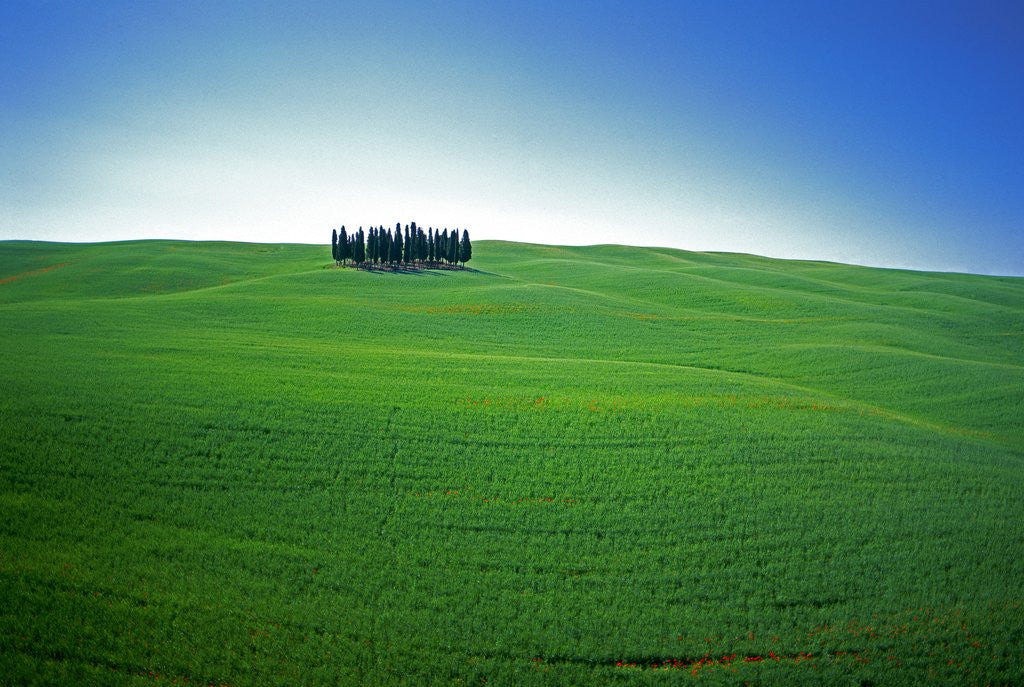 Detail of Coppice of Trees on Green Fields in Tuscany by Corbis