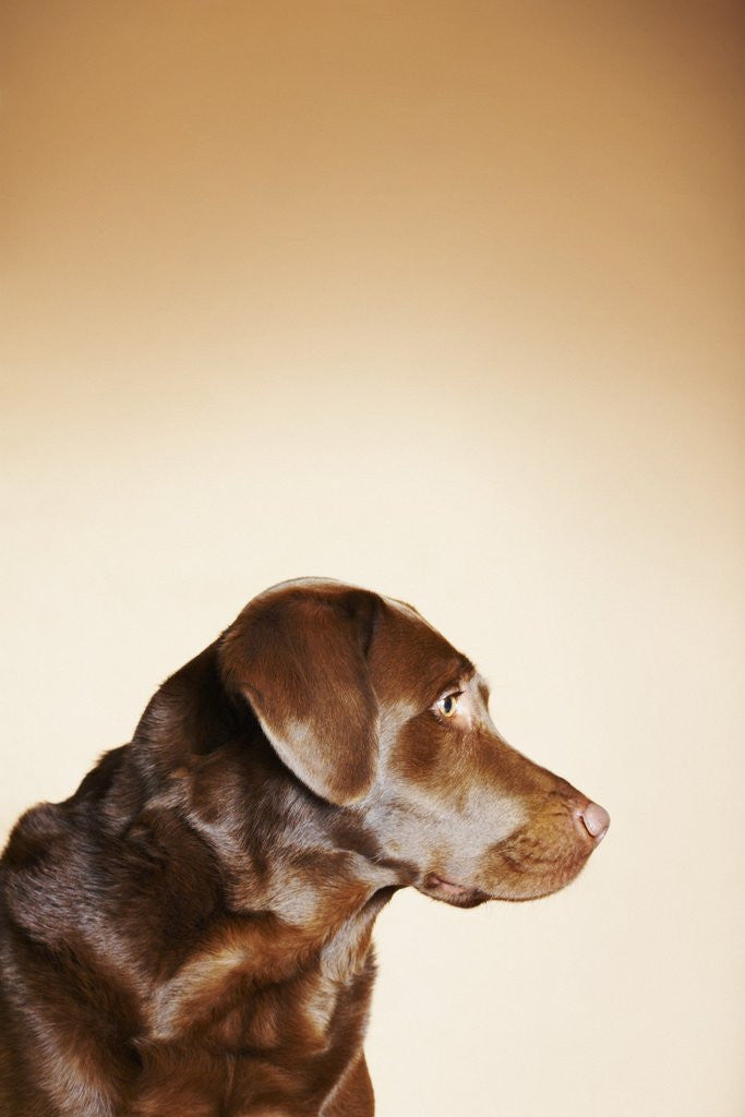 Detail of Profile of Chocolate Labrador by Corbis