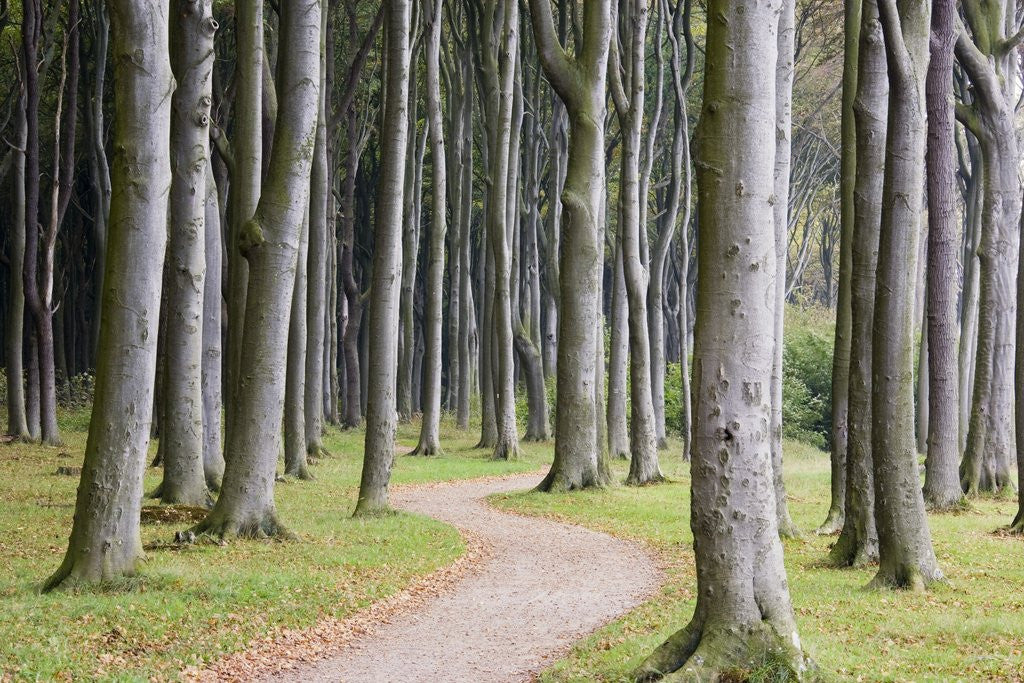 Detail of Beech Forest on the Baltic Coast by Corbis