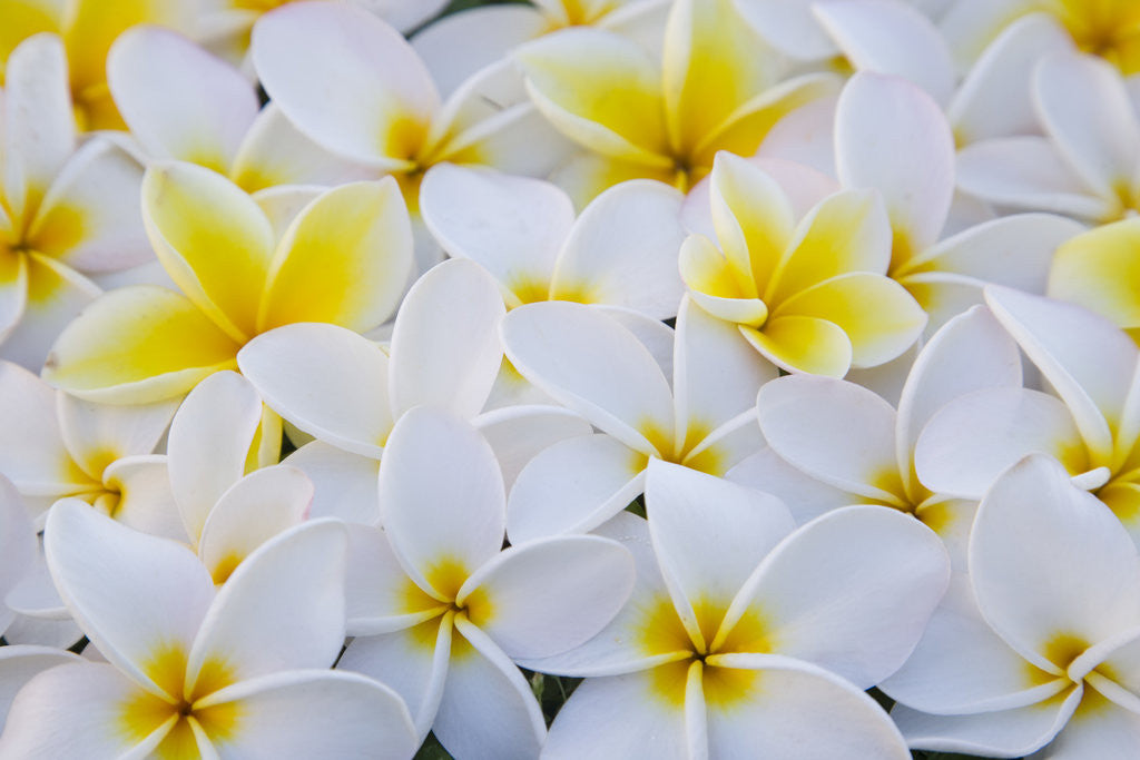 Detail of White and Yellow Frangipani by Corbis