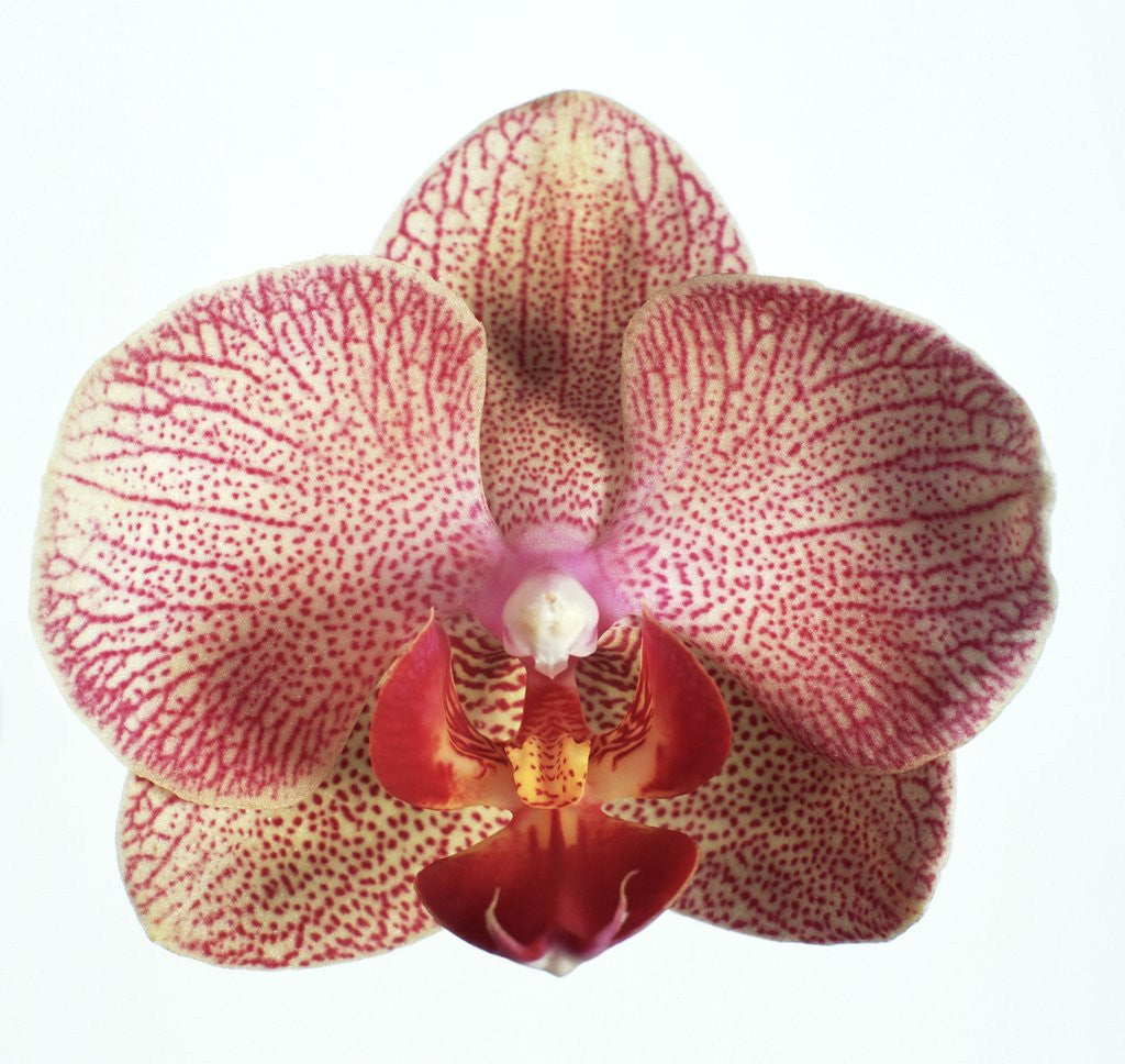 Detail of Speckled Orchid by Corbis