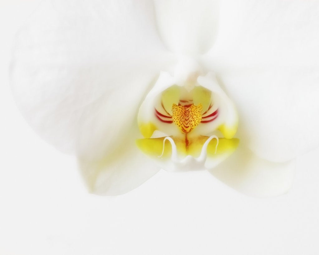 Detail of White Orchid by Corbis