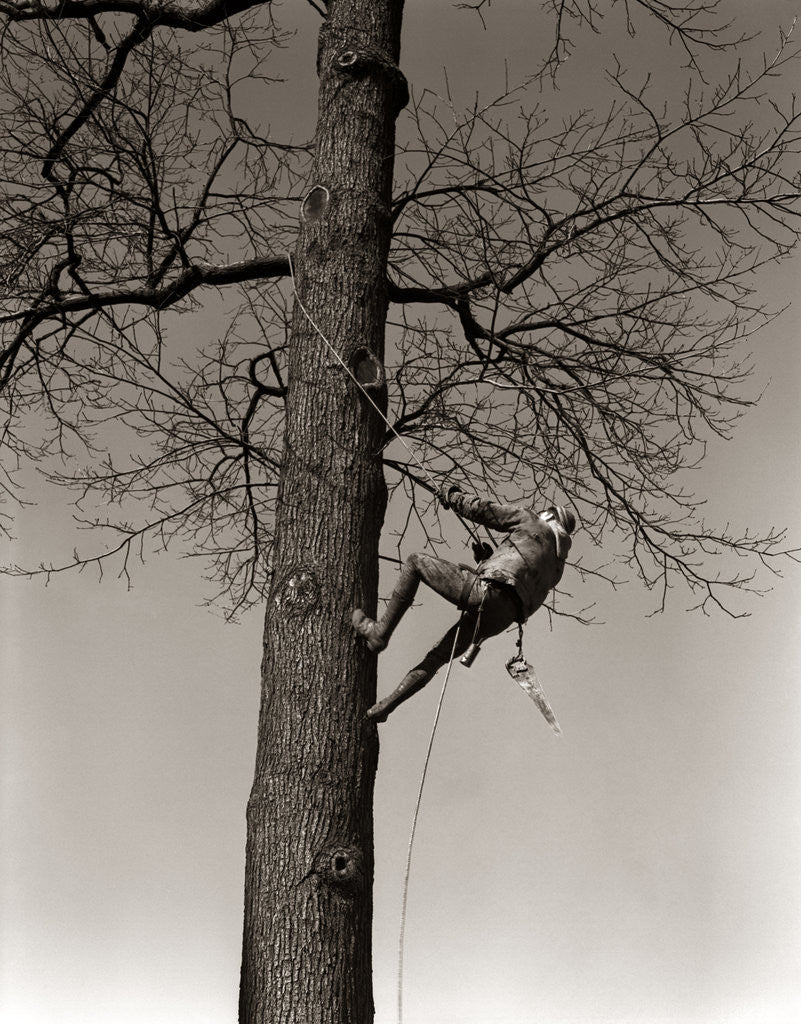 Detail of 1940s Man Worker Tree Surgeon Climbing Elm Tree Trunk With Trim Saw Pruning Trimming Branches Limbs by Corbis