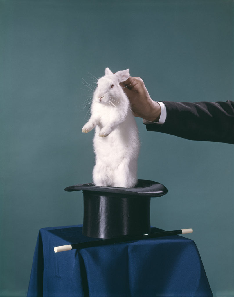 Detail of White Rabbit Being Pulled Out Of Silk Top Hat By Hand Of Magician by Corbis