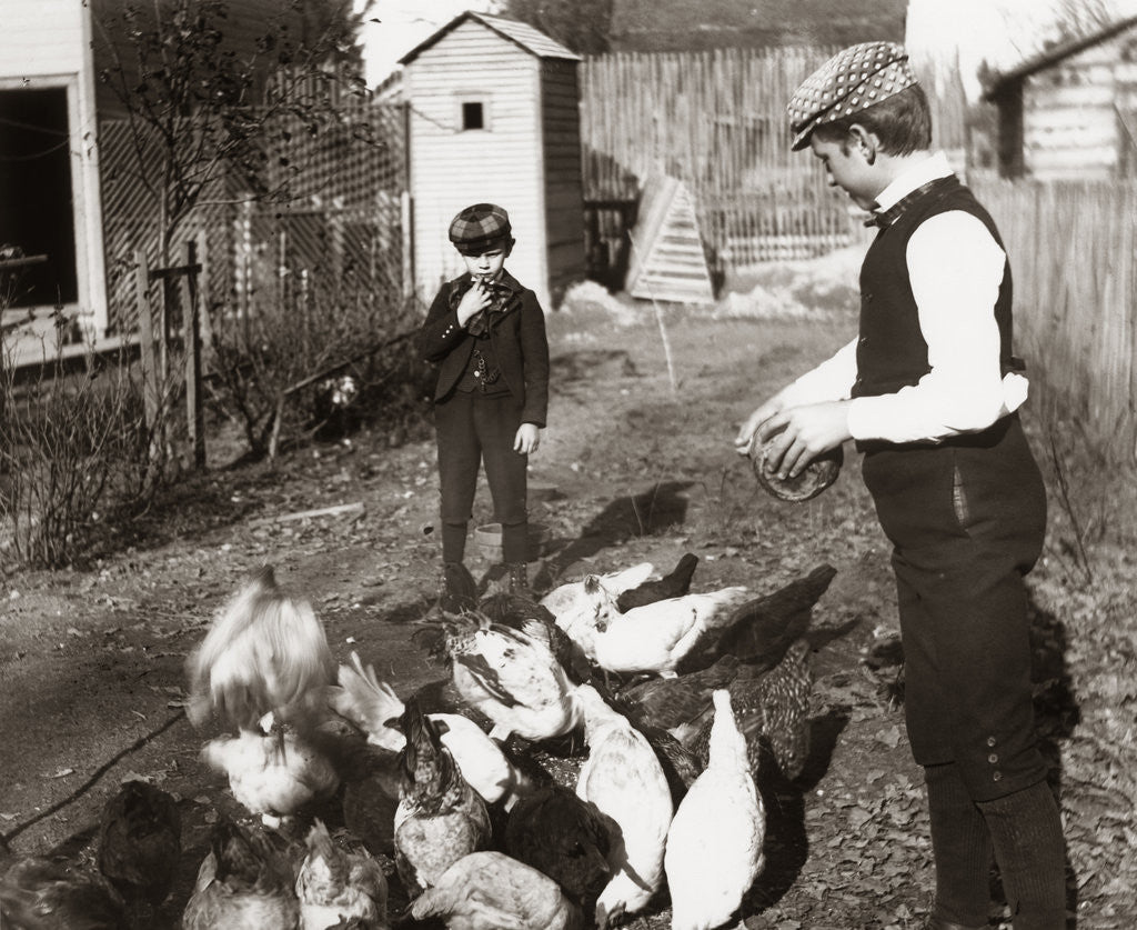 Detail of 1890s 1900 Two Boys Brothers In Backyard Doing Farm Chores Feeding Chickens by Corbis