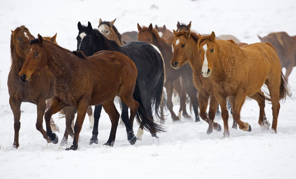 Detail of Herd of American Quarter Horses in Winter by Corbis