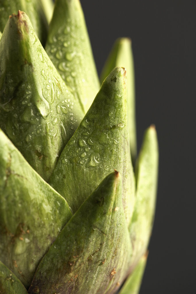 Detail of Artichoke Leaves by Corbis