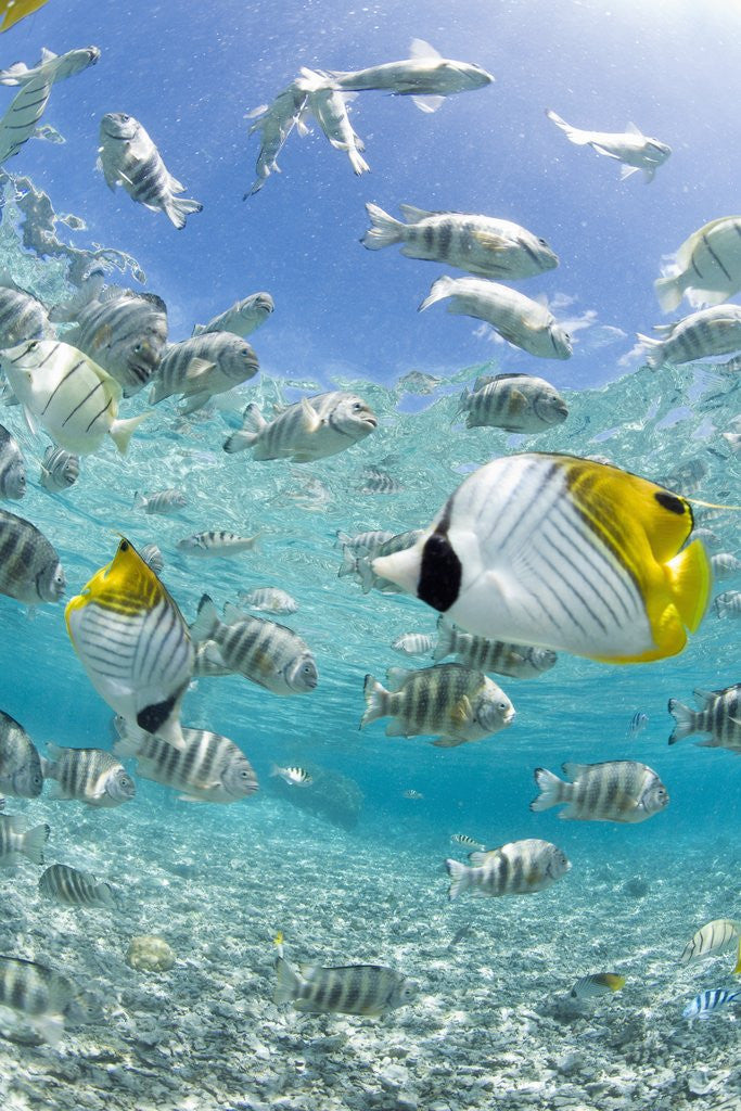 Detail of Tropical Fish in Bora-Bora Lagoon by Corbis