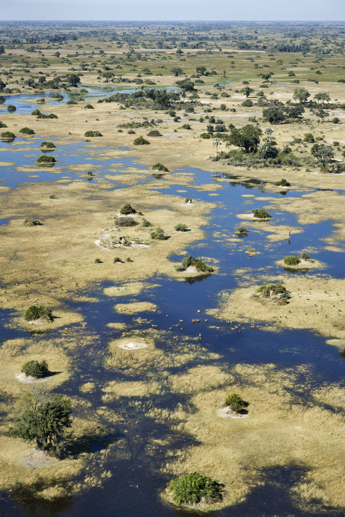 Detail of Aerial View of the Okavango Delta by Corbis