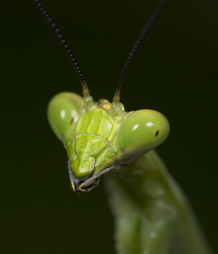 Detail of Praying Mantis Face by Corbis