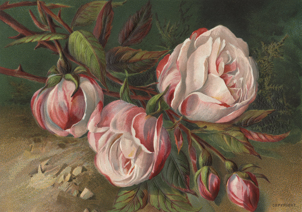 Detail of Postcard with Peonies by Corbis