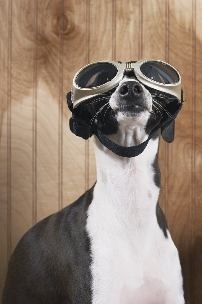 Detail of Italian greyhound wearing goggles by Corbis