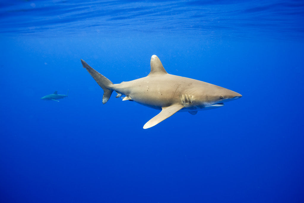 Detail of Oceanic Whitetip Sharks in Hawaii by Corbis