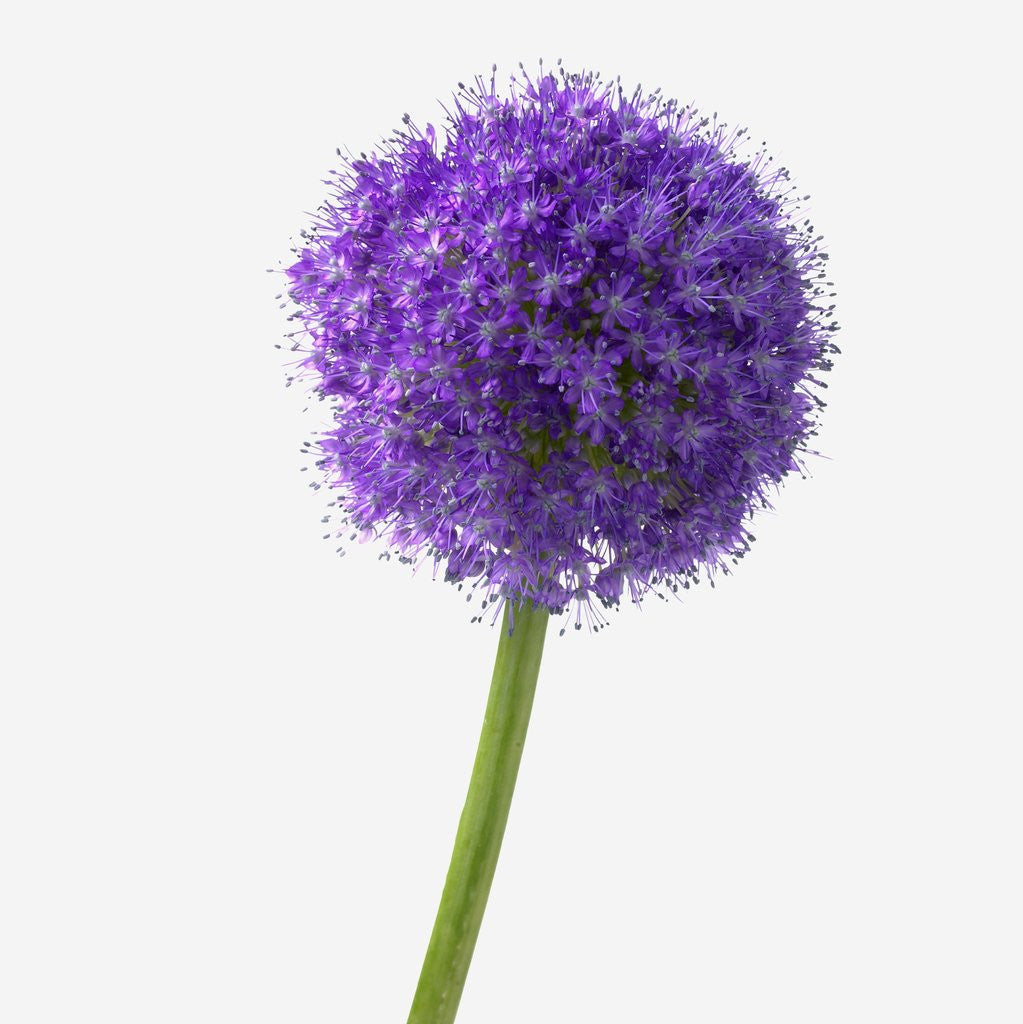 Detail of Purple Allium by Corbis