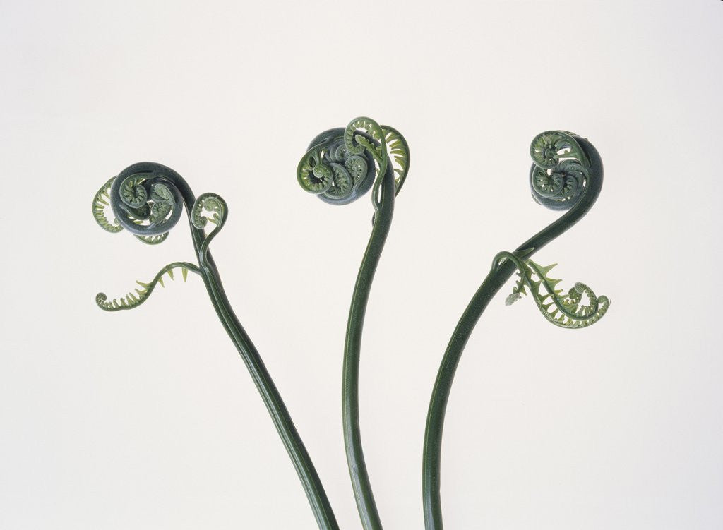 Detail of Three Fern Stems by Corbis