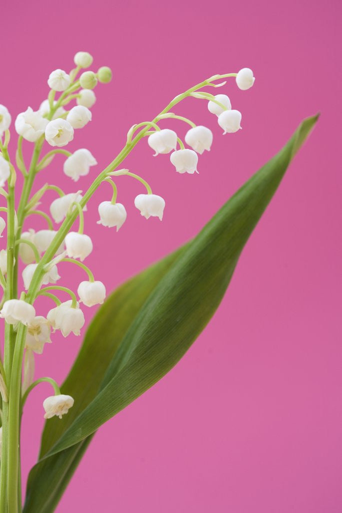 Detail of Lily of the valley by Corbis