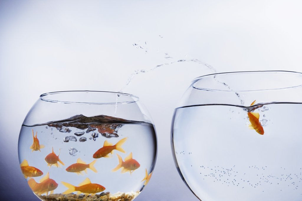 Detail of Goldfish Jumping into Different Bowl by Corbis