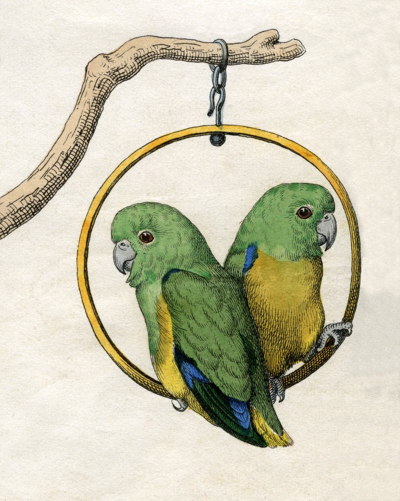 Detail of Illustration of Two Lovebirds by Corbis