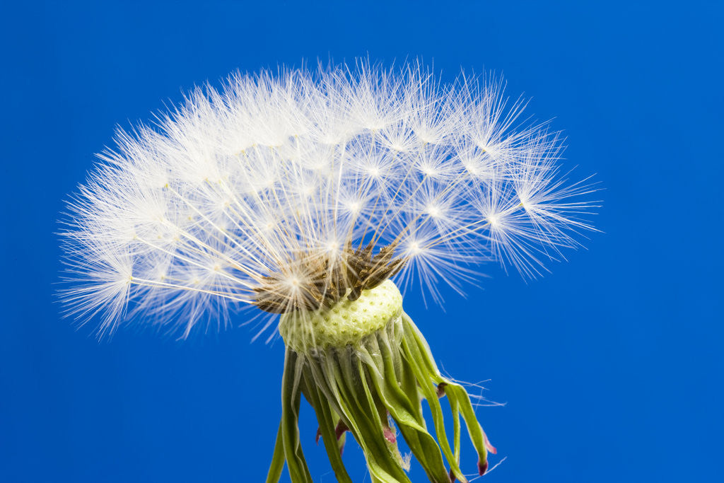 Detail of Dandelion Seed Head by Corbis