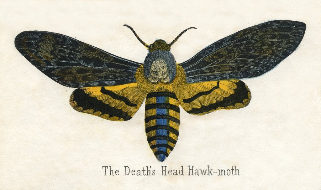 Detail of The Death's Head Hawk-Moth Illustration by Corbis