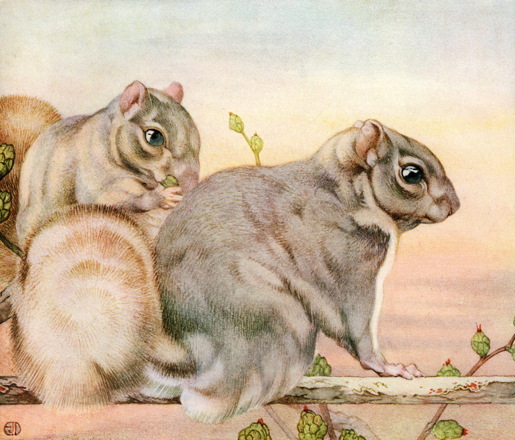 Detail of Illustration of Squirrels by Edward Julius Detmold