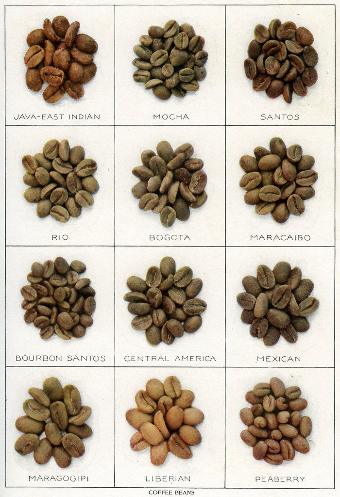 Detail of Illustration of Twelve Varieties of Coffee Beans by Corbis